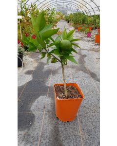 Citrus x clementina greffé sur Poncirus trifoliata / Clementinier