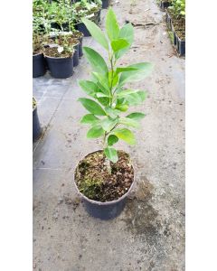 Citrus reticulata greffé sur Poncirus trifoliata / Mandarinier