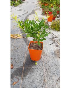 Citrus reticulata greffé sur Poncirus trifoliata / Mandarinier