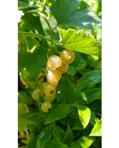 Ribes rubrum 'Versaillaise Blanche' / Groseillier à grappes 'Versaillaise Blanche'