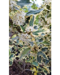 Ilex aquifolium 'Aureomarginata' / Houx commun panaché jaune