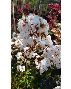 Lagerstroemia indica 'Alba' / Lilas des Indes à fleurs blanches