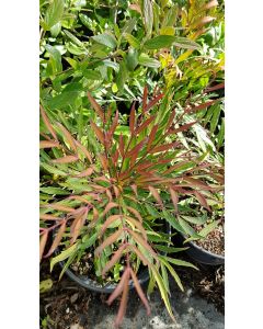 Mahonia eurybracteata SWEET WINTER® 'Minganpi' / Mahonia à feuilles non piquantes SWEET WINTER® 'Minganpi' 