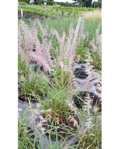 Pennisetum orientalis / Herbe aux écouvillons