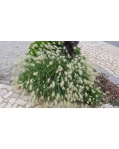 Pennisetum villosum / Herbe aux écouvillons