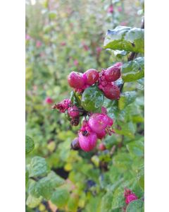 Symphoricarpos x doorenbosii 'Magic Berry' / Symphorine de Doorenbos à fruits roses
