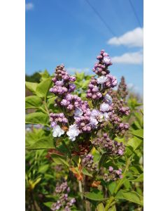 Syringa vulgaris 'Michel Buchner' / Lilas commun violet Pastel