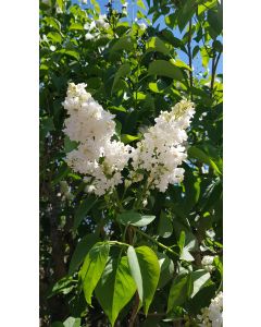 Syringa vulgaris 'Madame Lemoine' / Lilas commun blanc
