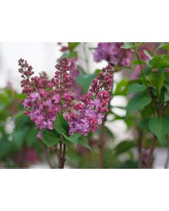Syringa vulgaris 'Prince Wolkonsky' / Lilas commun violet pourpre